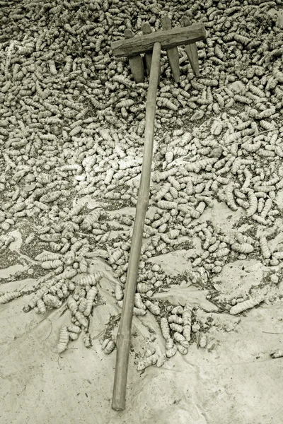 Куркума Лонга Перерабатывается Сушки Распыления Ваи Сатара Махараштра Индия — стоковое фото