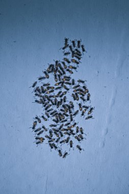 Tapinoma melanocephalum - hayalet karınca