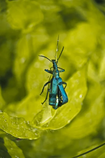 Escarabajo Ampolla Lytta Stygica — Foto de Stock