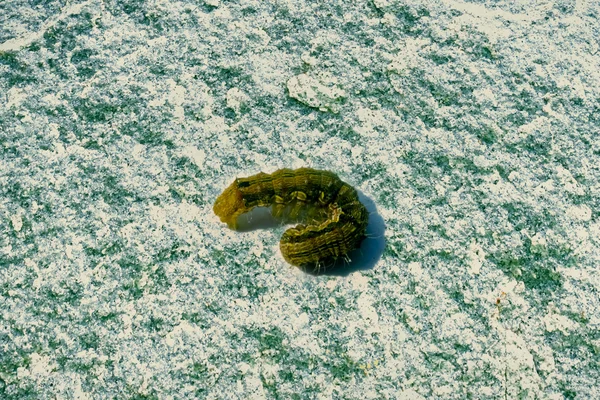 Armyworm 애벌레 Fall Armyworm Spodoptera Frugiperda — 스톡 사진