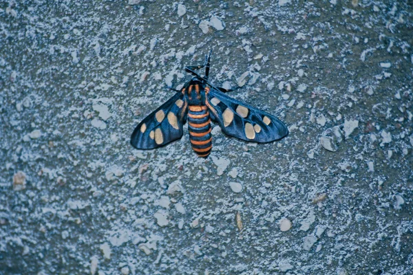 Oranje Spotted Tiger Moth — Stockfoto