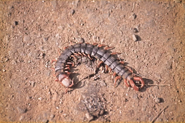 Centipede Scolopendra Subspinipes Mutilans — стоковое фото