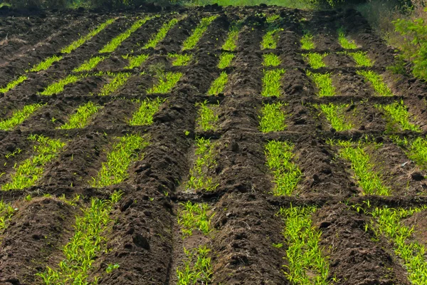 Beds Soil Rectangular Forms Prepared Sowing Farm India — Stockfoto