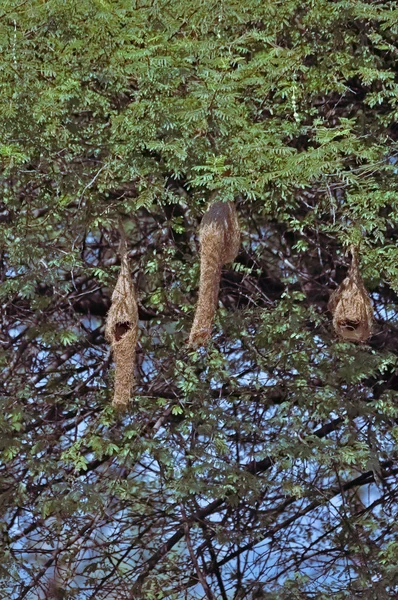 Baya Weaver Bird Ploceus Philippinus Nest India — Stockfoto