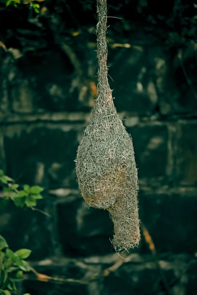 Baya Weaver Bird Ploceus Philippinus Nest Indie — Zdjęcie stockowe
