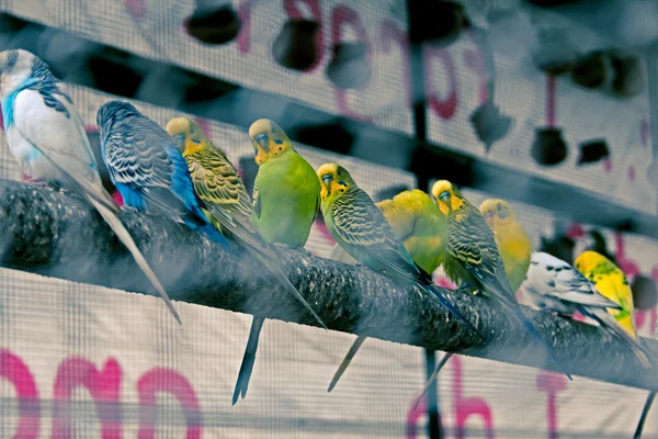 Aves Voladoras Jaula India —  Fotos de Stock