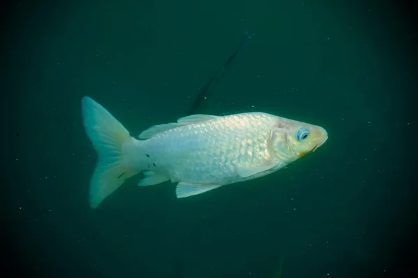 Белые Рыбки Кои Cyprinus Carpio Воде — стоковое фото