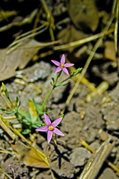 Rózsaszín Centaury Centaurium Meyeri — Stock Fotó