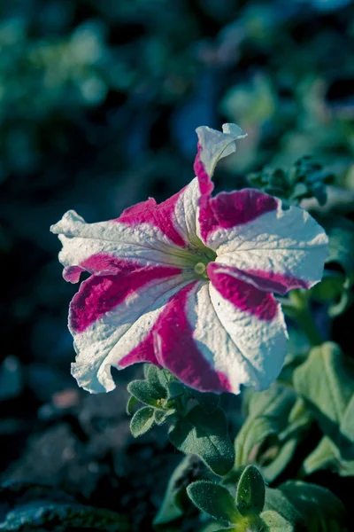 Petunia Kwiaty Petunia Hybrida — Zdjęcie stockowe