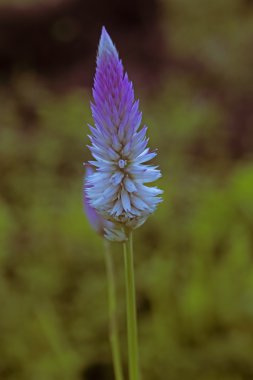 Gümüş Cockscomb, Flamingo Feathers, Buğday Celosia, Celosia Argentea var. Spicata, Hindistan