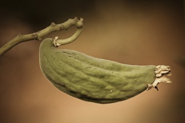 Crown Flower, Calotropis dev çayı