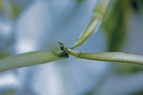 Hymenocallis Littoralis Lirio Araña — Foto de Stock