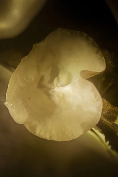 Auricularia Aurikel Judae Bekend Als Jood Oor Gelei Oor Schimmel — Stockfoto