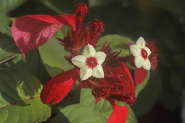 Mussaenda Erythrophylla Schumach Thonn — ストック写真