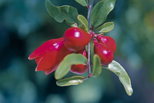 Flower of Pomegranate, Punica granatum L Punicaceae