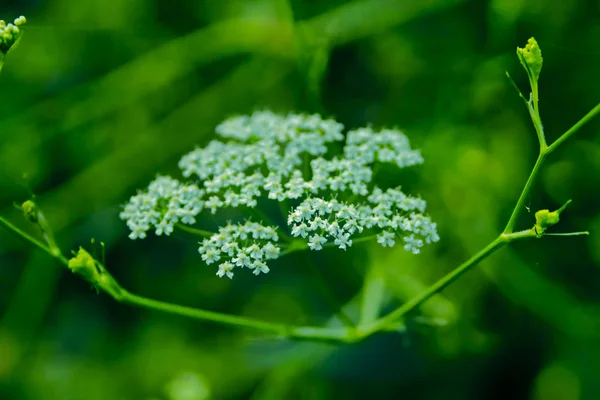 Chlupatý Chmýří Pimpinella Tomentosa — Stock fotografie