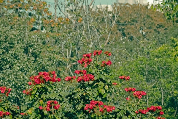 Tulipan Afrykański Fontanna Spathodea Campanulata — Zdjęcie stockowe