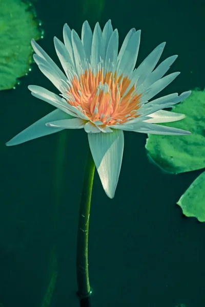 Ροζ Κρίνα Νερού Ροζ Lotus Νυμφαία Pubescens — Φωτογραφία Αρχείου