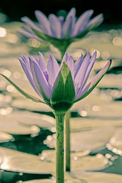 Blauwe Waterlelie Blauwe Lotus Van India Nymphaea Nouchali — Stockfoto