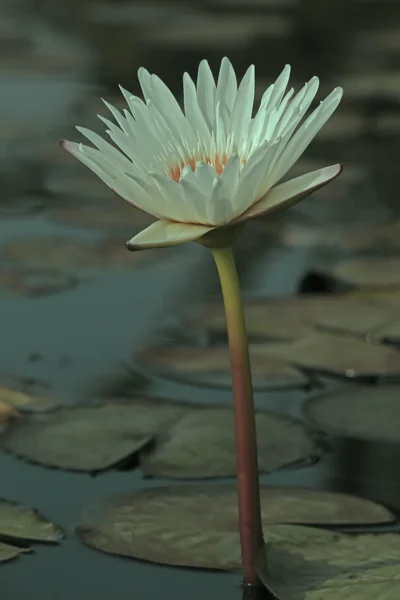 Witte Waterlelie Witte Lotus Nymphaea Pubescens — Stockfoto