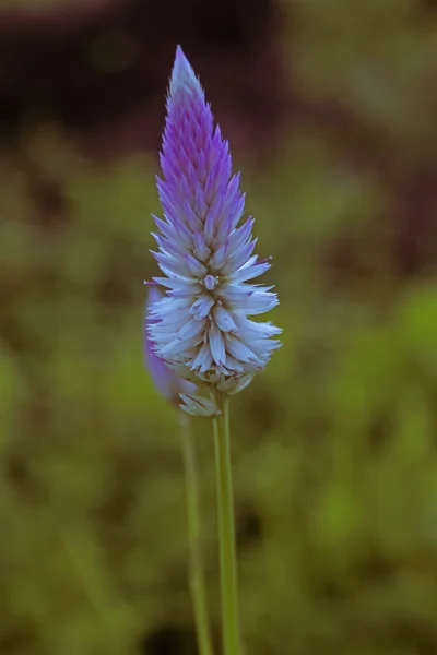 Zilveren Cockscomb Flamingo Veren Tarwe Celosia Celosia Argentea Var Spicata Rechtenvrije Stockfoto's