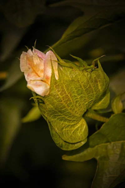 Cotton Gossypium Arboreum India — Stock Fotó