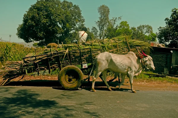 Farmers Carrying Sugar Cane Bullock Cart Satara Maharashtra India — Stockfoto