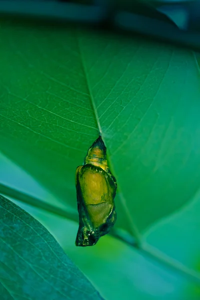 Pupa Cola Golondrina Pipevina Battus Philenor — Foto de Stock