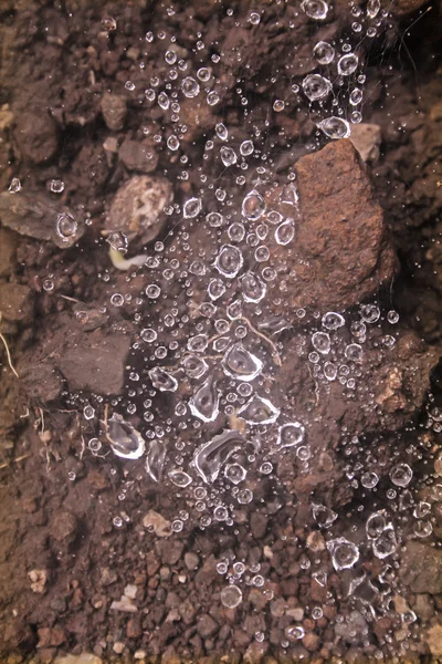 Gotas Rocío Tela Araña Vivero Pisaura Mirabilis —  Fotos de Stock