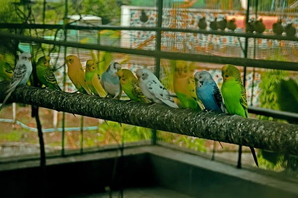 Aves Estimação Gaiola Índia — Fotografia de Stock