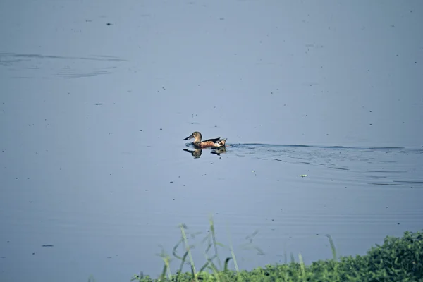 Eurasian Teal Common Teal Anas Crecca Kavadi Pat Pune Maharashtra — стокове фото