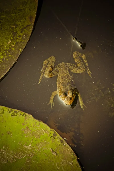 印度船长青蛙 跳跃青蛙 幼发拉底河蓝藻炎 — 图库照片