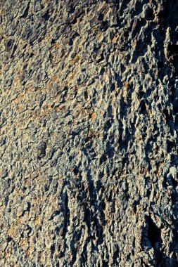 Ficus bileğinde ağaç gövdesi