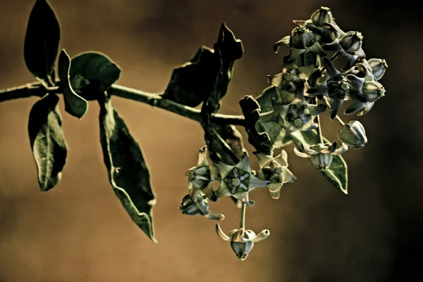 Cespuglio Gomma Mela Sodoma Calotropis Procera — Foto Stock