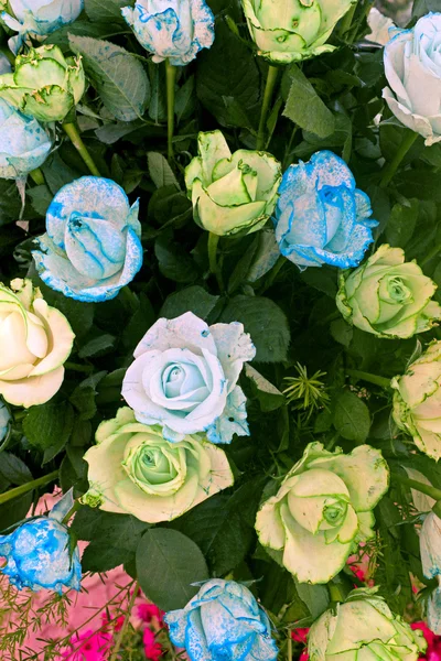 Rose Verdi Blu — Foto Stock