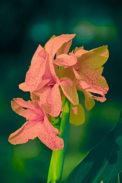 Kwiaty Canna Indica — Zdjęcie stockowe