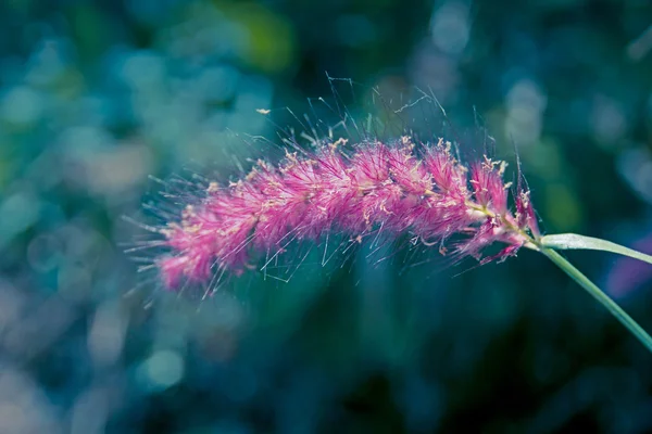 Afrikanisches Springbrunnengras Zartes Springbrunnengras Springbrunnengras Lila Springbrunnengras Pennisetum Setaceum — Stockfoto