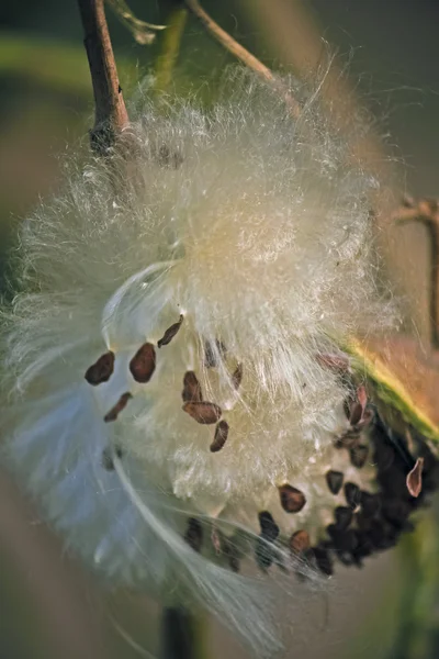 Crown Flower Calotropis Dev Çayı — Stok fotoğraf