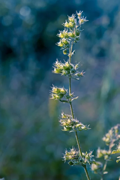 Ram Tulsi Basilico Selvatico Ocimum Gratissimum — Foto Stock