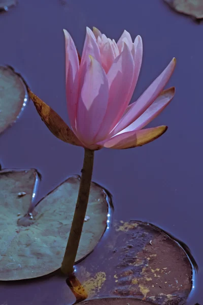 Ροζ Κρίνα Νερού Ροζ Lotus Νυμφαία Pubescens — Φωτογραφία Αρχείου