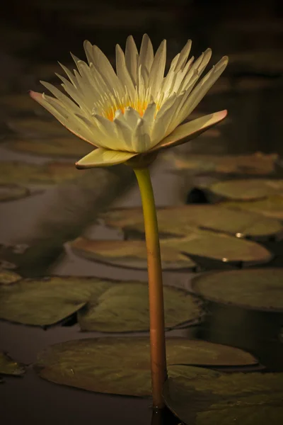 White Water Lily White Lotus Nymphaea Pubescens — Φωτογραφία Αρχείου