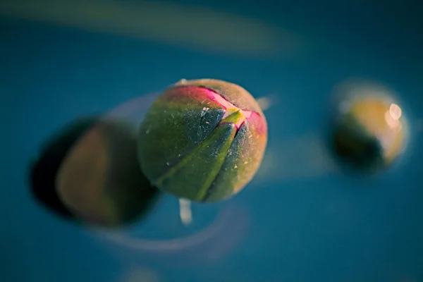 Pink Water Lily Pink Lotus Nymphaea Pubescens — Stock Photo, Image