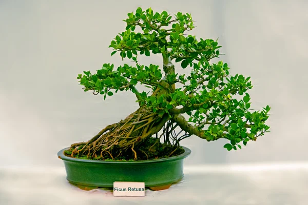 Bonsai Tree Ficus Retusa Tree India 스톡 이미지