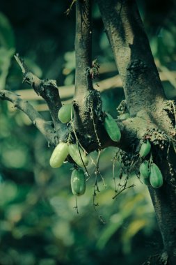 Fruits of Averrhoa Bilimbi, Bilimbi, Cucumber Tree, Tree Sorrel, Goa, India