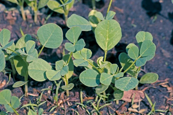 Görögszéna Foenum Graecum Növényei — Stock Fotó
