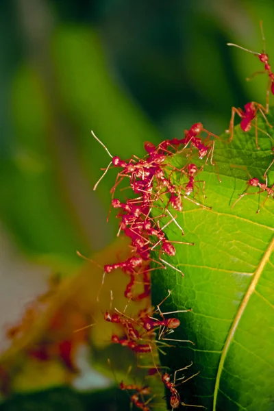 Nido Hormigas Hojas Verdes Hormigas Sastre Rojas Smaragdine Oecophyila India — Foto de Stock