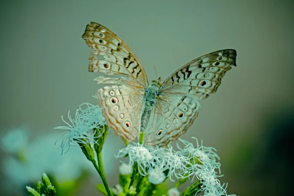 Grey Pansy Junonia Atlites Busking Butterfly India — 스톡 사진