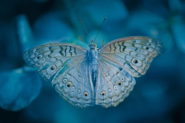 Grey Pansy Junonia Atlites Busking Butterfly Índia — Fotografia de Stock