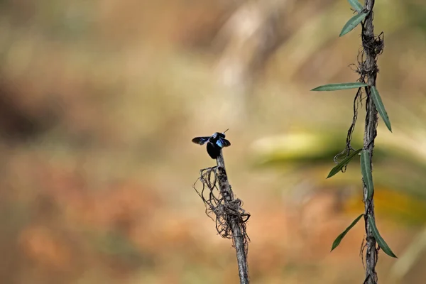 Gran Abeja Negra Xylocopa Californica — Foto de Stock