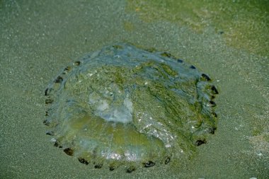 Miramar Sahili, Goa, Hindistan 'da ölü denizanası.